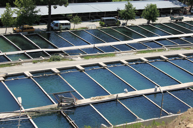 How do Industrial Gases Support the Aquaculture Industry